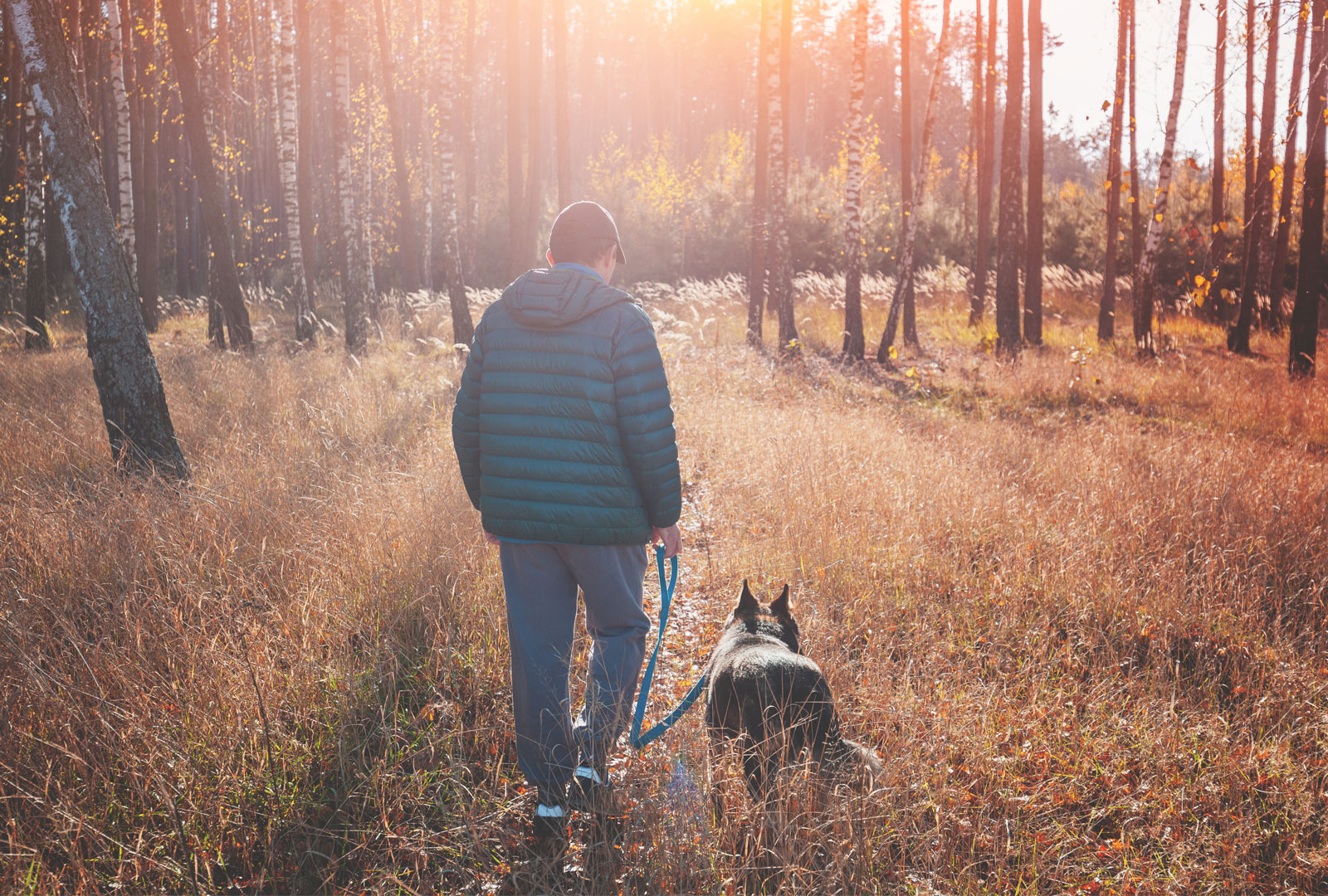 Man walking with a dog in the birch grove at sunset in autumn. The man holding a dog on a leash