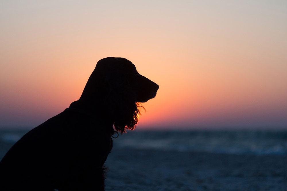 Silhouette of black english cocker spaniel dog. Dog sits and looks at golden sunset (sunrise) near the ocean. Dog sits on the beach near the sea. Backlight. Side face pose.