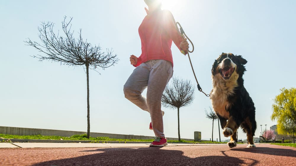 Young pretty girl running outdoor in the spring with her Bernese Mountain dog