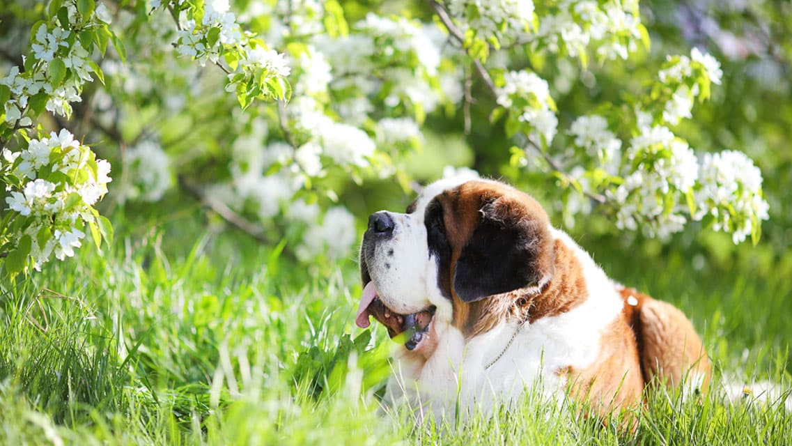 Beautiful St. Bernard sits near blooming apple trees
