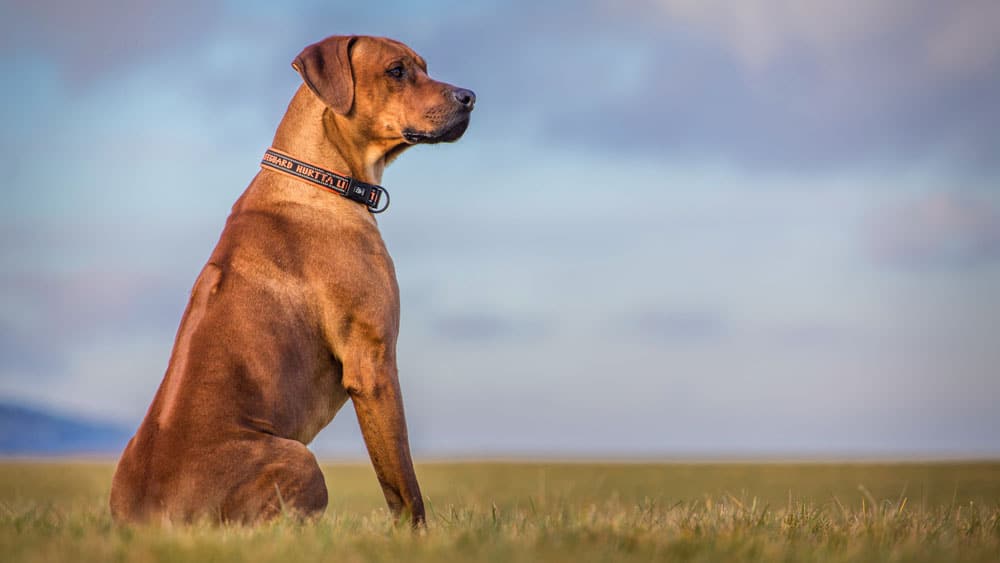 ridgeback dog