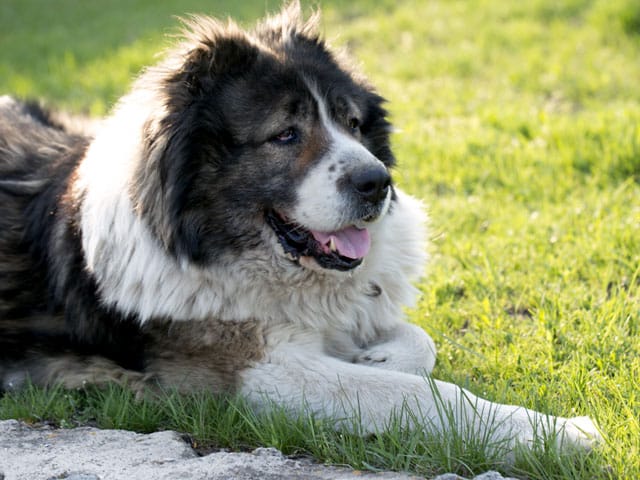 Fluffy Caucasian shepherd dog is lying on a green grass. Caucasian Shepherd dog in the yard