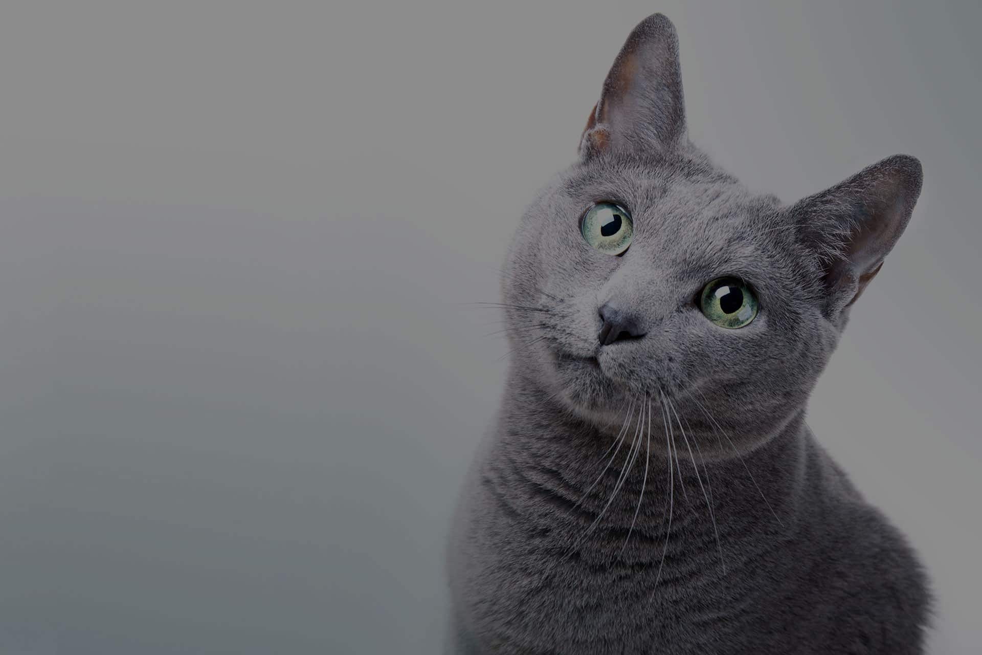 Portrait of a purebred Russian Blue Cat