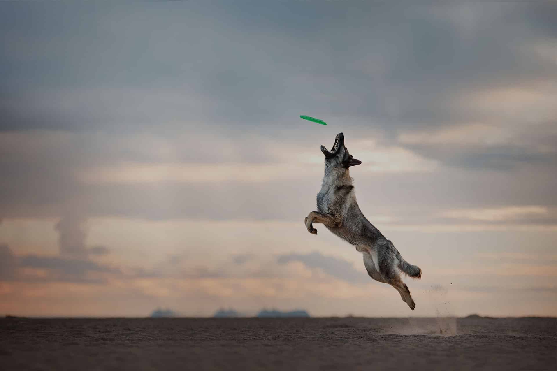 Dog catches the disc, game, active, flying on the beach