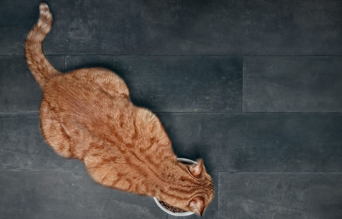 Medical & Wellness Vet in Port Charlotte Groves Veterinary Clinic