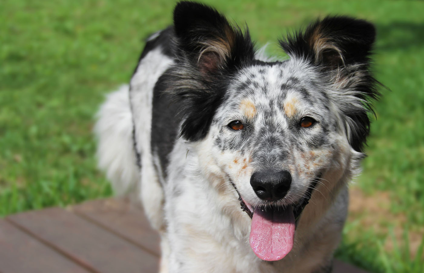 Border collie / Australian shepherd dog panting outside looking alert happy hot attentive impatient joyful