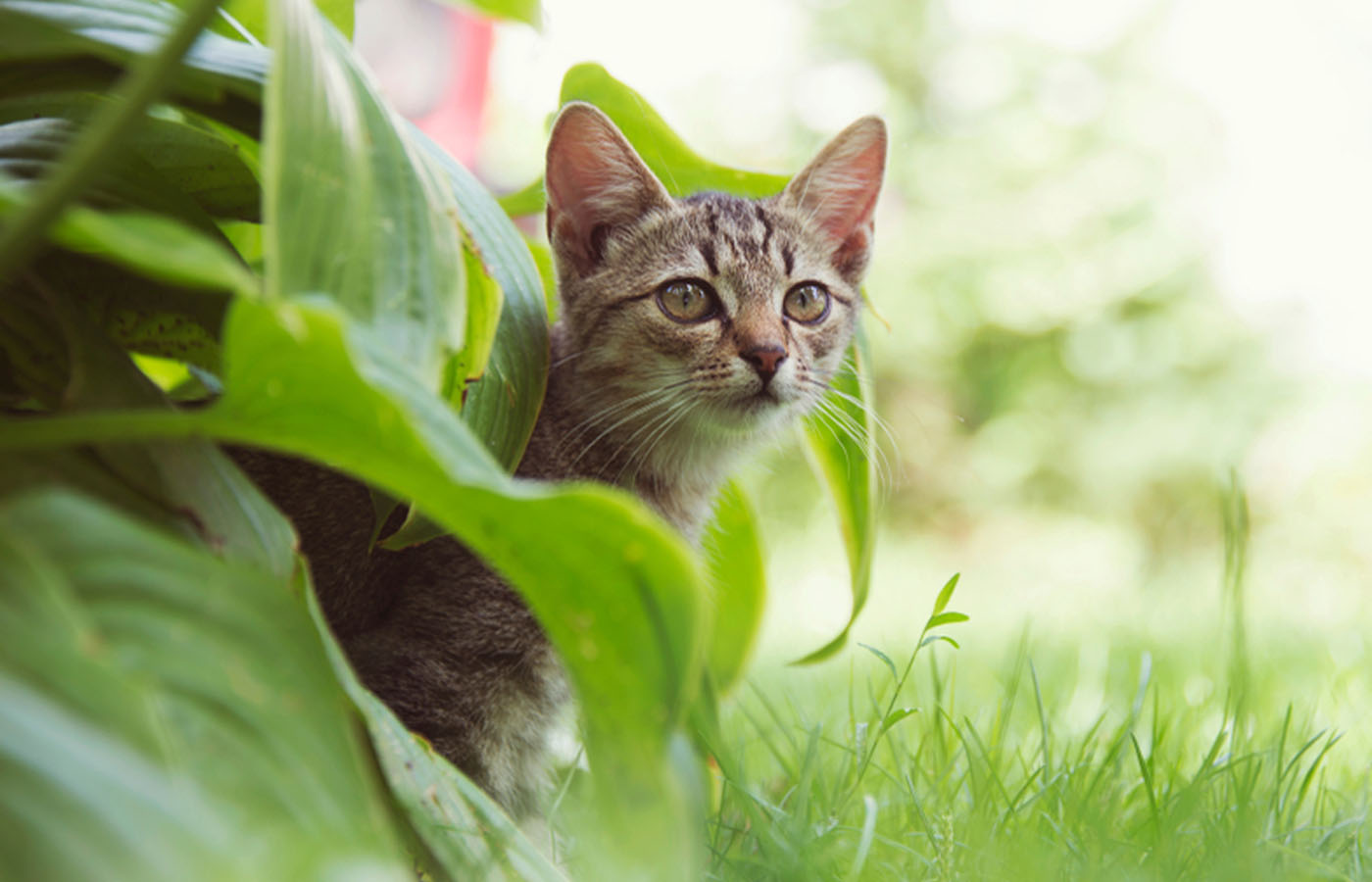 Cat in Grass