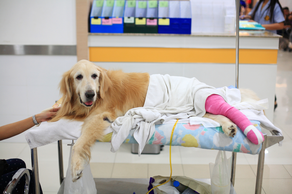 Injured Golden retriever with pink bandage on wheelchair after Veterinary Surgery in hospital