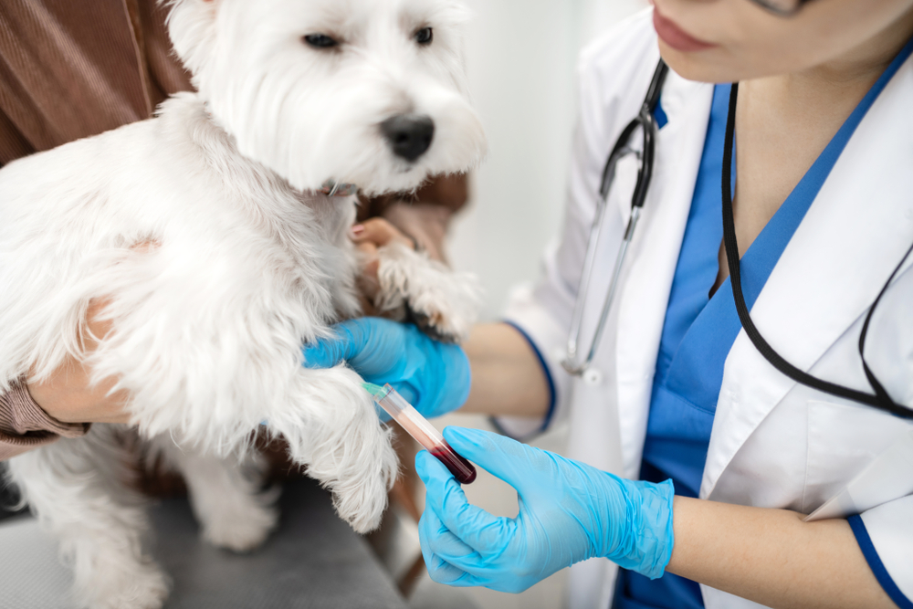 Calm dog. Close up of white dog feeling calm while professional vet taking blood sample