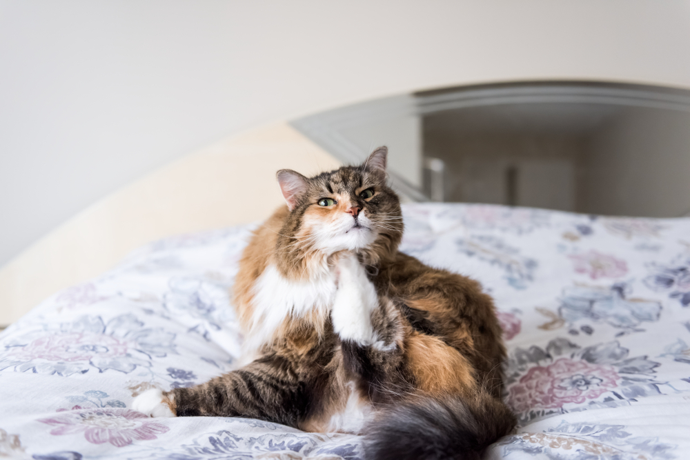 Closeup portrait of calico maine coon cat sitting lying on bed scratching neck using hind legs funny, in bedroom