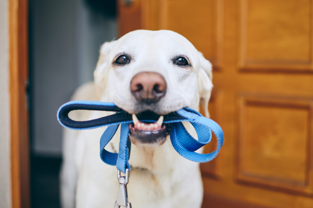 Dog waiting for walk. Labrador retriever standing with leash in mouth against door of house.