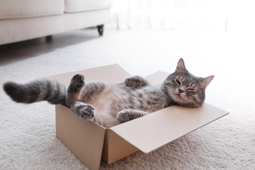 Cute grey tabby cat in cardboard box on floor at home