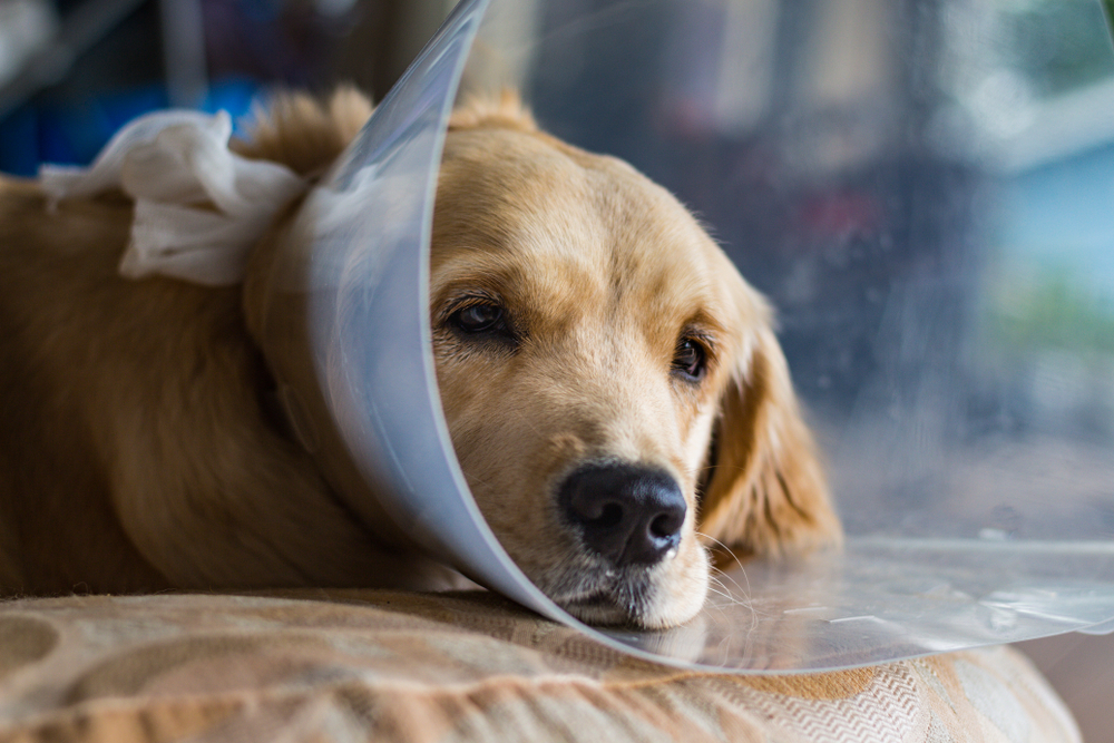 Puppy looking sad while wearing a "cone of shame" to prevent licking after surgery. Spay and neuter. Young Golden Retriever dog.