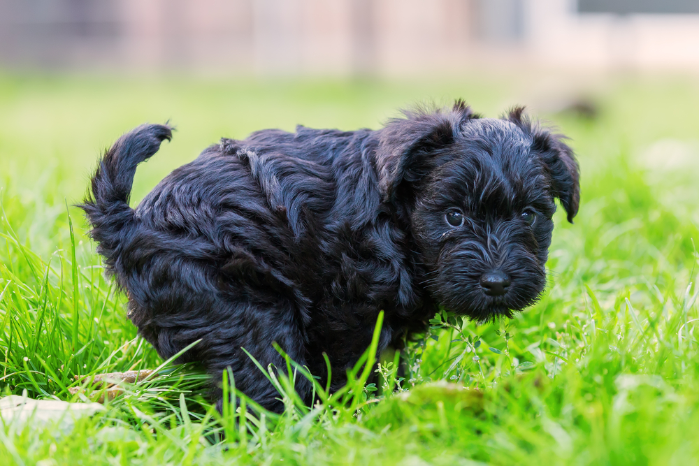 Picture of a cute schnauzer puppy who defecates in the grass