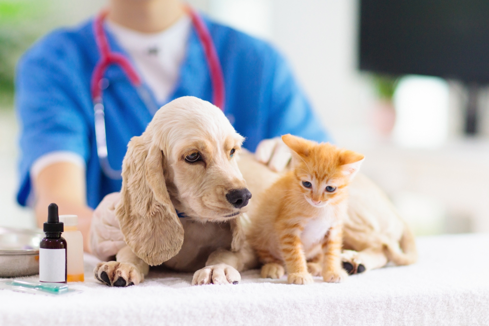 Vet examining dog and cat. Puppy and kitten at veterinarian doctor. Animal clinic. Pet check up and vaccination. Health care.