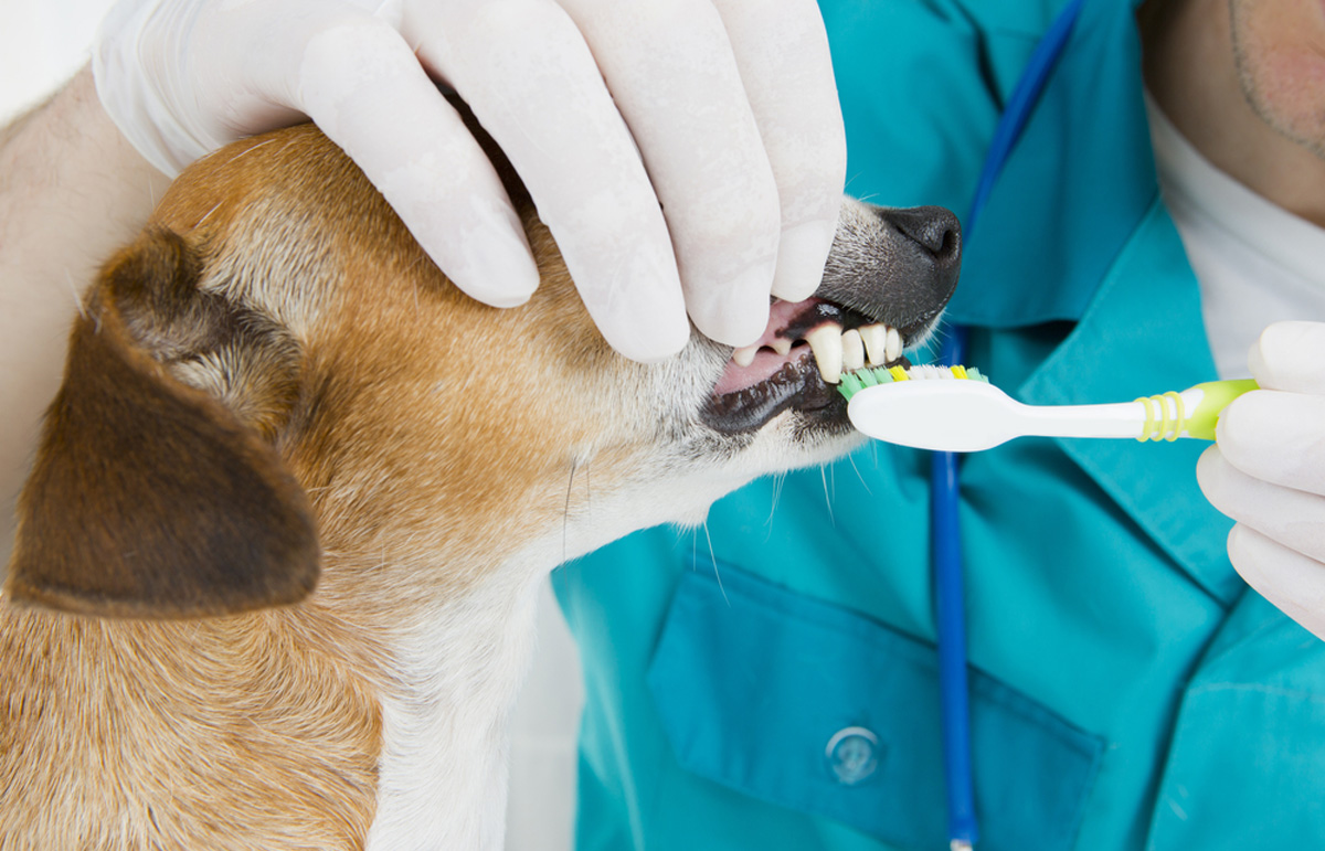 Dog at a reception at a veterinary dentist. brushing teeth