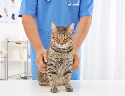 Arthritis Management in Pets: Overcoming Painful Joint Problems
