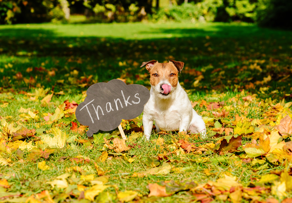 Thanksgiving concept with dog on fall leaves and plate with "thanks" word on it