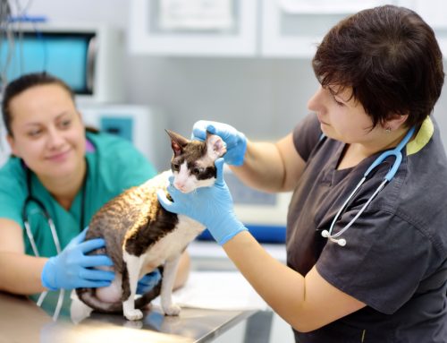 In Our Veterinary Technicians’ Shoes: A Day in the Life of a Groves Veterinary Clinic Vet Tech