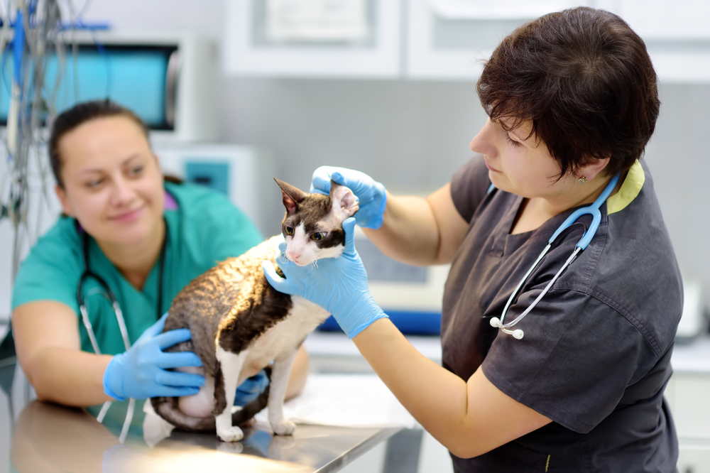 Two veterinarian doctor checking the ears of cat of the breed Cornish Rex in veterinary clinic. Pet health.
