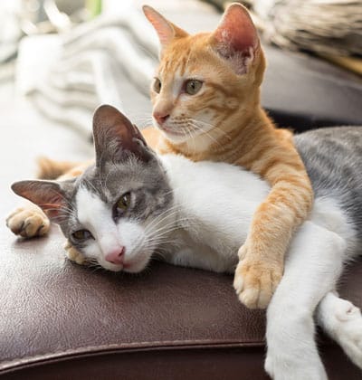 Two cats snuggle on a couch, an orange tabby gently hugging a relaxed gray and white companion. This cozy scene could melt any veterinarian's heart, capturing a perfect moment of feline affection and companionship.