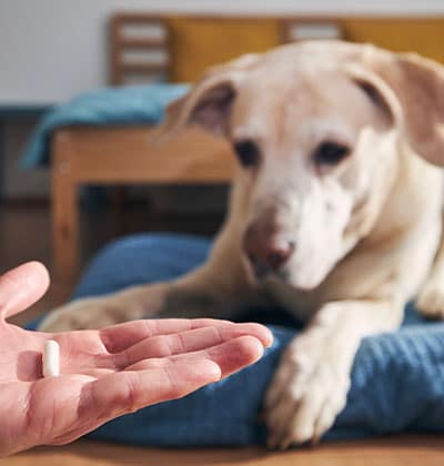 A person, like a caring vet, holds a white pill in their hand, offering it to a Labrador retriever resting on a blue dog bed. The dog's gaze is fixed attentively on the pill.