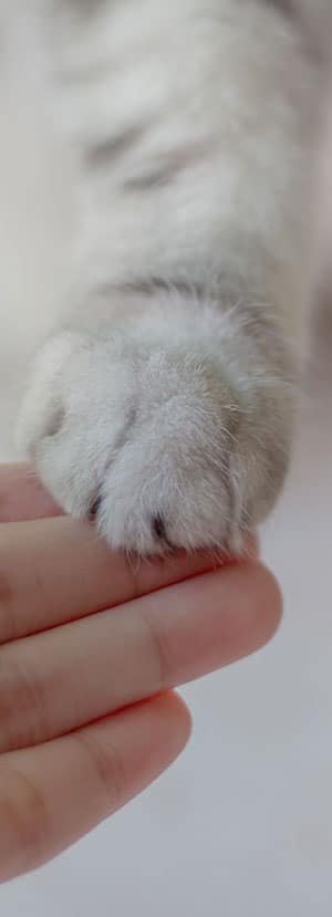 A person's hand gently touches the soft paw of a gray and white cat, showcasing a moment of connection and tenderness, reminiscent of the compassion often found in a devoted veterinarian's care.