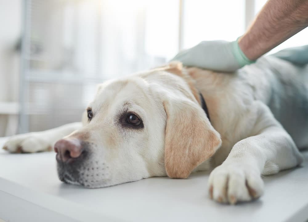 A yellow Labrador retriever lays on a veterinary examination table. A veterinarian's gloved hand gently rests on the dog's back, providing comfort. Sunlight filters through a window, creating a calm atmosphere.