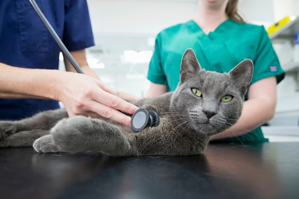 A gray cat is lying on an examination table while a veterinarian in a blue uniform uses a stethoscope on its chest. Another person in a green uniform gently holds the cat. The setting is a veterinary clinic.