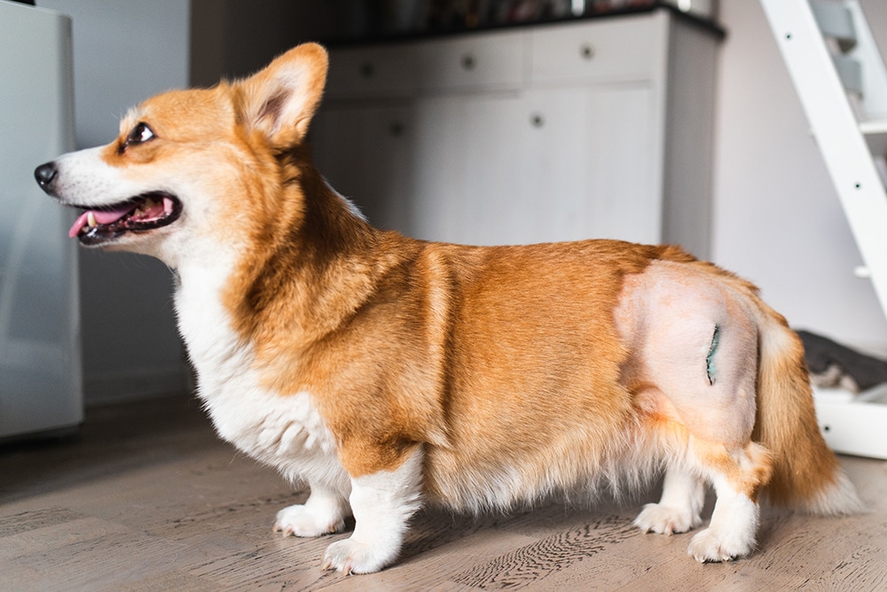 A brown and white corgi with a shaved patch and small scar on its hind leg stands indoors on a wooden floor, looking to the left with its tongue out. The background is a white cabinet and staircase.