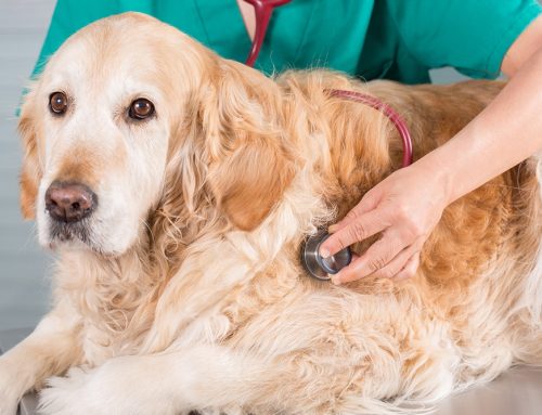 Recognizing Heart-Related Coughs in Pets: Early Detection for a Healthier Life