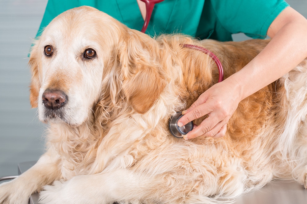 A golden retriever is lying on a vet's examination table while a veterinarian in a green uniform uses a stethoscope to check its heartbeat. The dog's expression is calm, and its fur is a light golden-brown color.