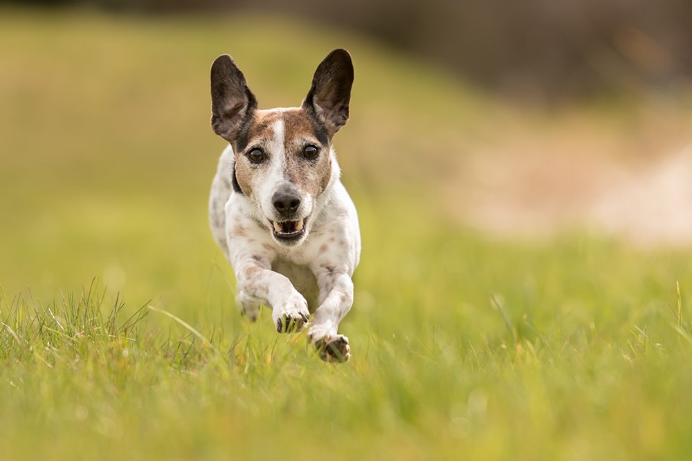 A small dog with a white and brown coat runs energetically across a grassy field, with its ears perked up and a focused expression. The background is a soft blur, highlighting the dog's motion.