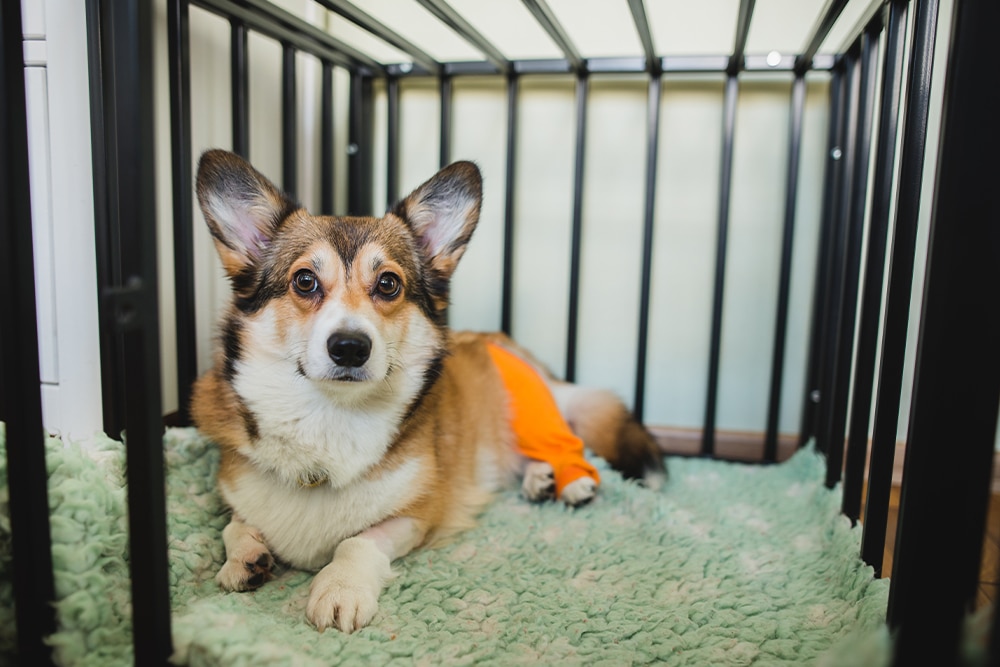 A corgi with brown and white fur lies on a green, fluffy mat inside a cage. Its hind leg is bandaged in orange, and it looks directly at the camera.