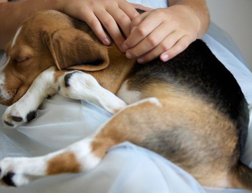 Understanding Patellar Luxation: Expert Care for Your Pet’s Knees at Groves Veterinary Clinic