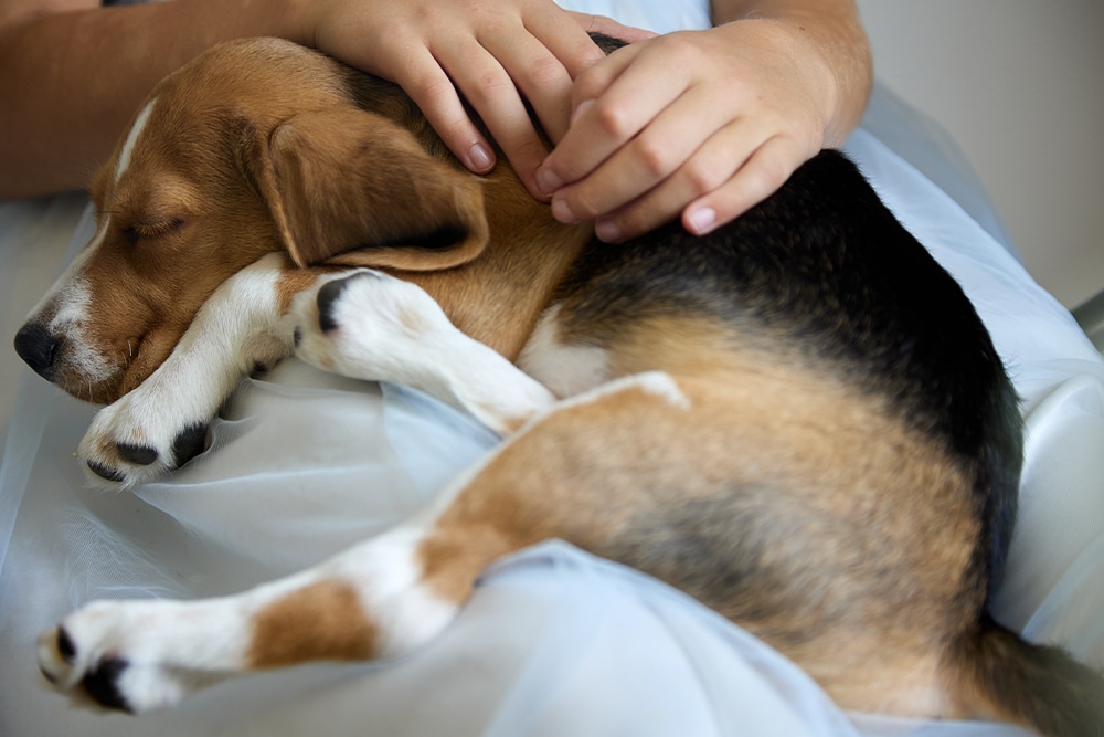 A small brown and black dog is sleeping peacefully on a person's lap. The person gently rests their hands on the dog's back. The scene conveys comfort and affection.