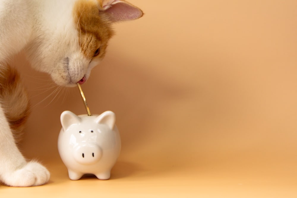 A curious cat licks a coin partially tucked into a small white piggy bank against a peach-colored backdrop, capturing a playful interaction that might amuse any veterinarian observing such feline antics.