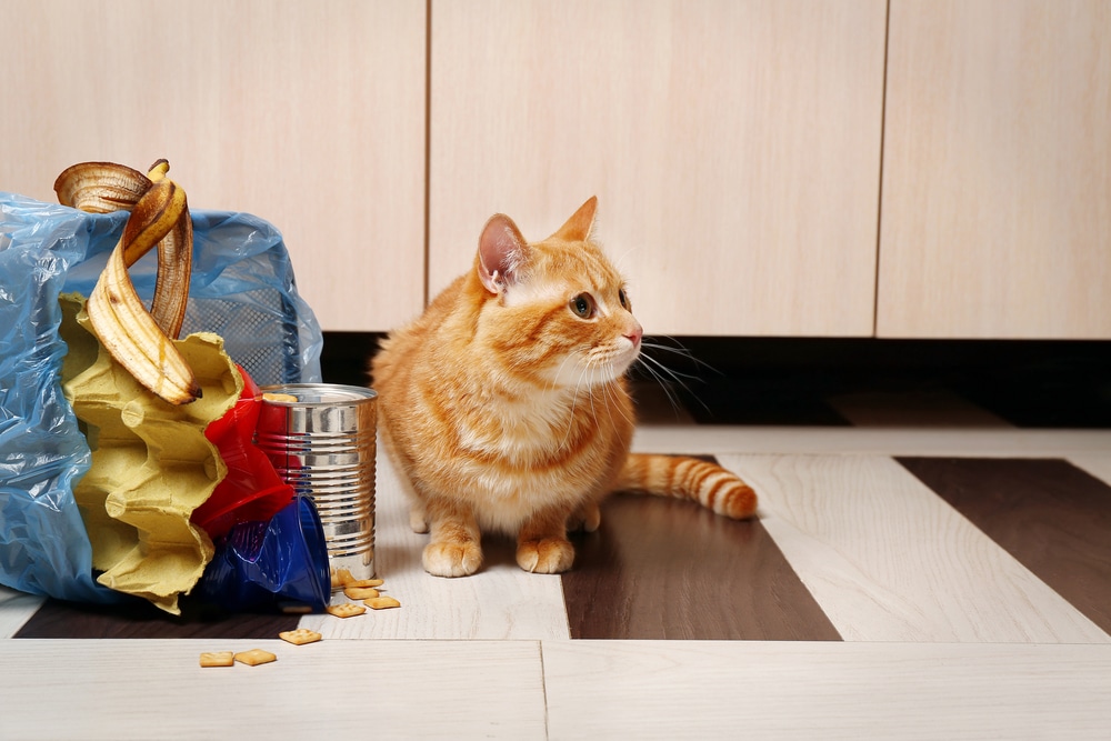 A curious orange tabby cat sits on a tiled kitchen floor next to an overturned trash bin, showcasing its mischief. With a tin can, banana peels, and paper scattered around, it might be time for a chat with the vet about keeping this furry rascal out of trouble.