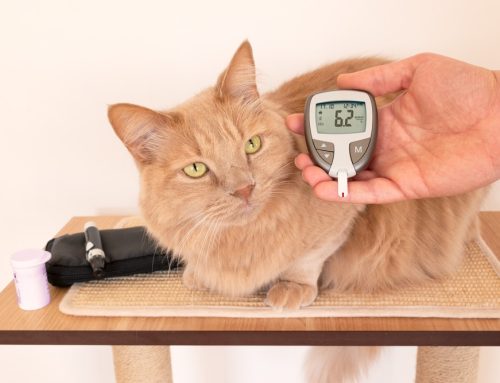 Understanding Diabetic Emergencies in Pets