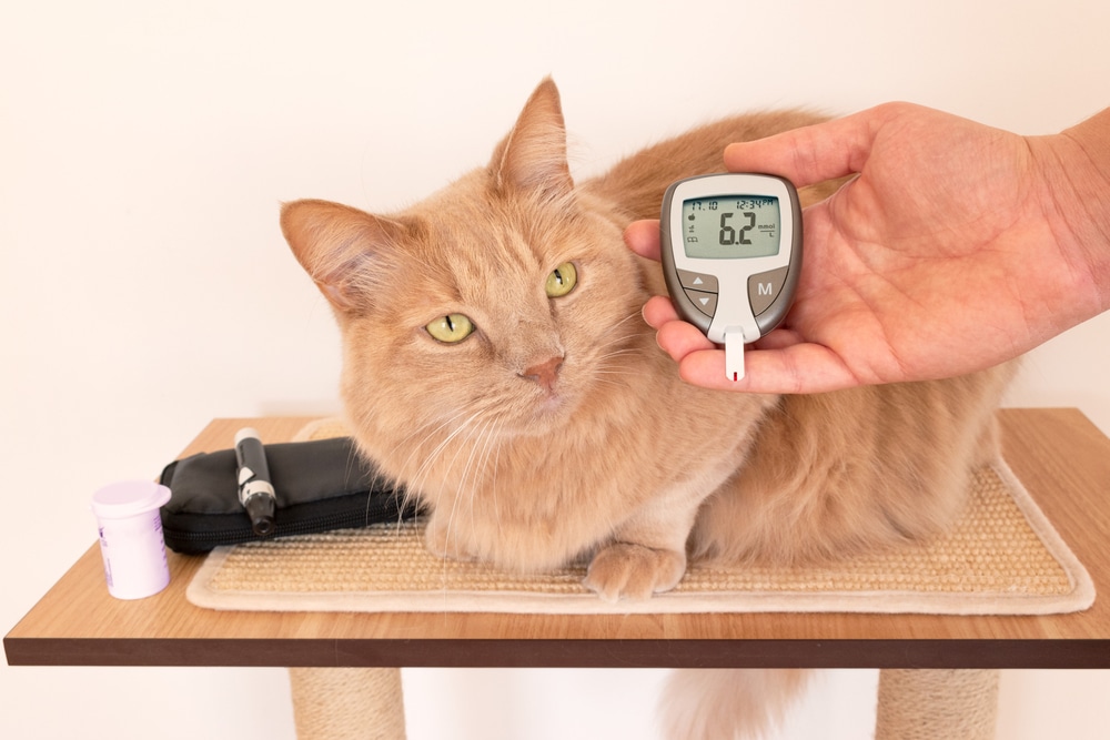 A fluffy orange cat sits on a scratching post platform. A hand holds a glucose meter displaying a reading of 62 in front of the cat. Nearby, there's a small black case and a test strip container.