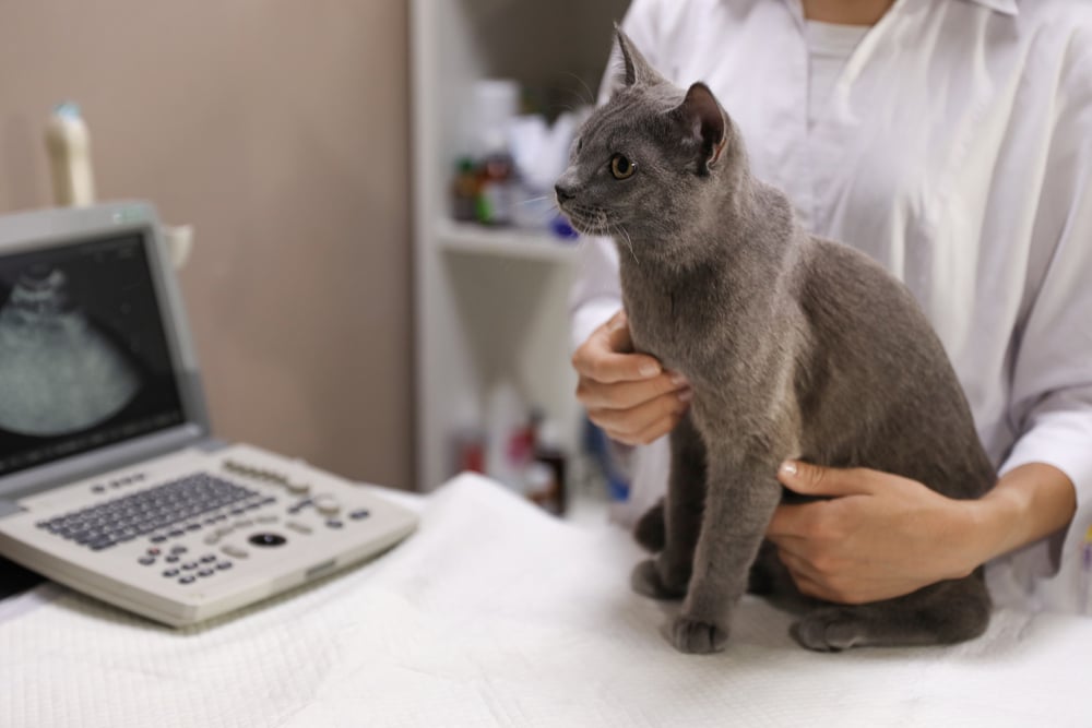 A gray cat sits on a table at a veterinary clinic. A person in a white coat gently holds the cat. An ultrasound machine is visible beside them. Blurred shelves with medical supplies are in the background.