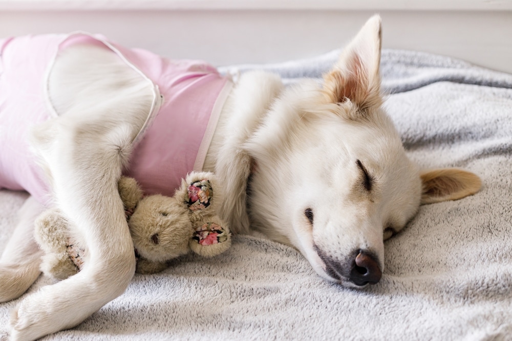 A white dog, wearing a pink shirt, peacefully sleeps on a gray blanket, cuddling a small plush toy. The dog looks relaxed and comfortable.