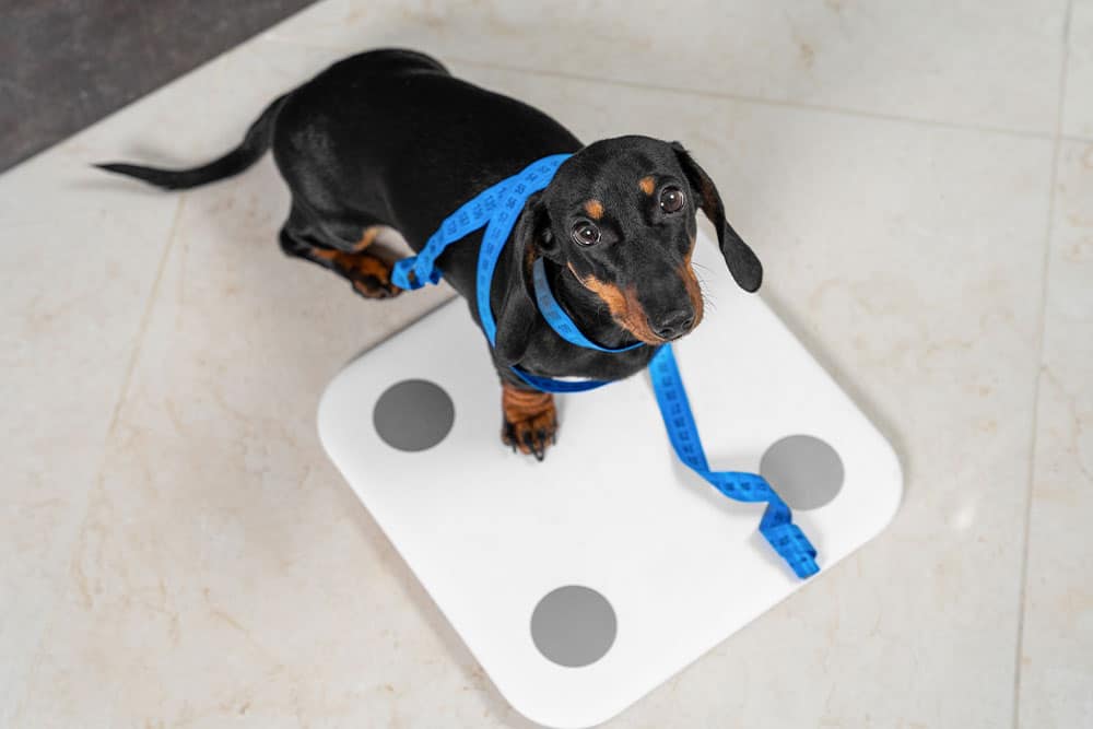 A dachshund sits on a digital bathroom scale with a blue measuring tape wrapped around its body. The scale is placed on a tiled floor, and the dog looks up with a curious expression.