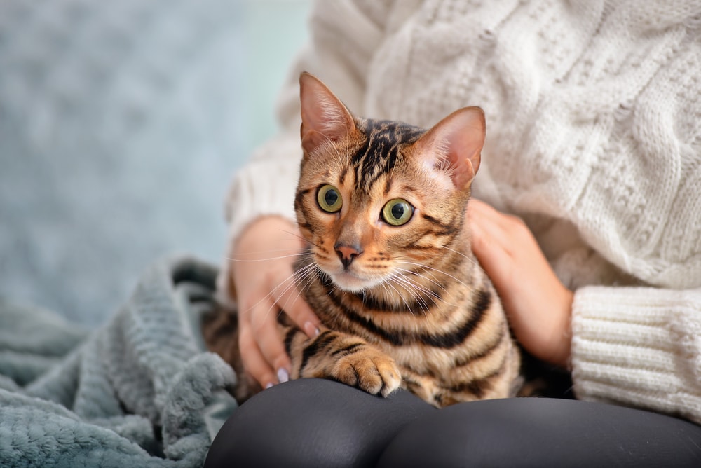 A Bengal cat with distinct brown and black stripes sits on a person's lap. The person is wearing a chunky knit cream sweater and black pants. A soft blue blanket is draped over their knees, creating a cozy atmosphere.