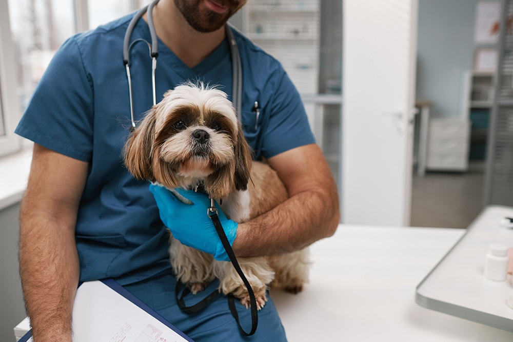 A veterinarian in blue scrubs holds a Shih Tzu on an exam table. The vet wears blue gloves and has a stethoscope around their neck. The room is bright with medical equipment and a clipboard is visible in the vet's hand.