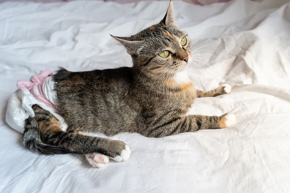 A tabby cat with green eyes is lying on a white bed. The cat is wearing a diaper and looking upwards.