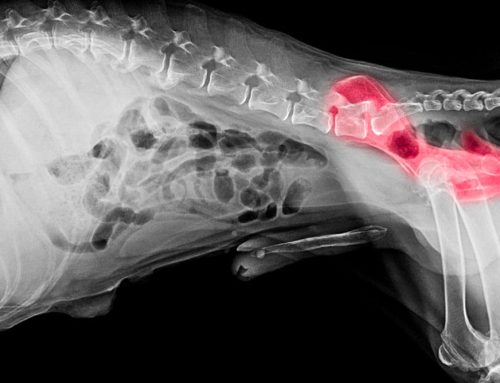 Juvenile Pubic Symphysiodesis (JPS): A Proactive Approach to Canine Hip Dysplasia