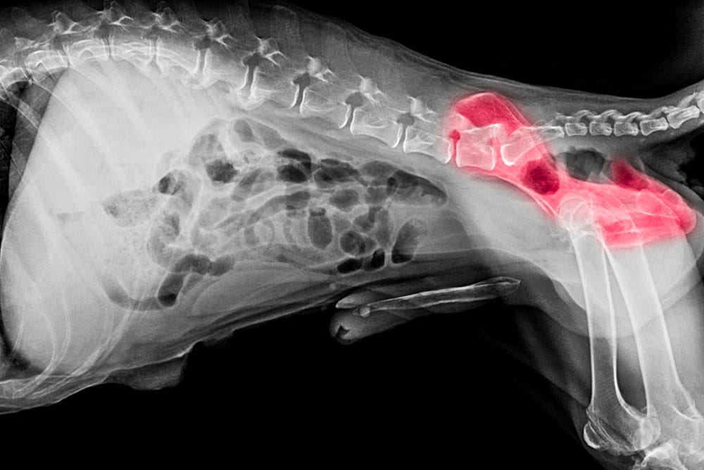 X-ray of a dog's midsection showing the spine, ribcage, and internal organs. A red-highlighted area indicates a foreign object or abnormality in the intestinal region.