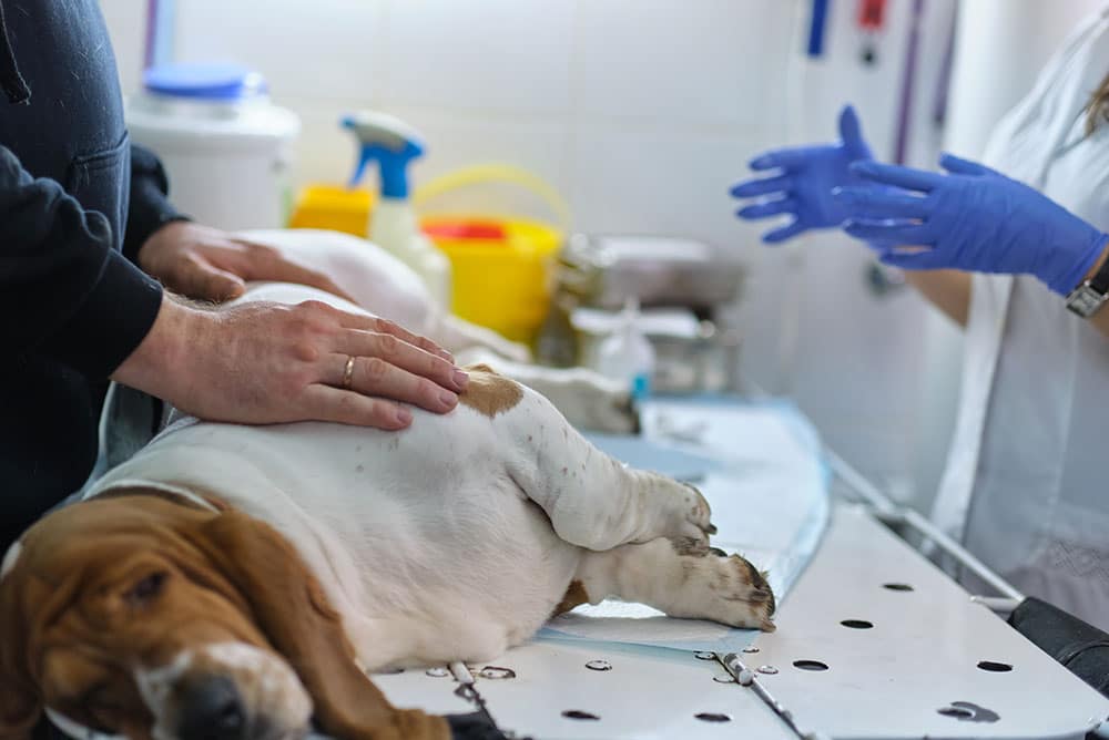 A dog lies on a table in a veterinary clinic. A person stands next to the dog, gently placing a hand on its back. Another person, wearing blue gloves, stands nearby. Various veterinary equipment is visible in the background.