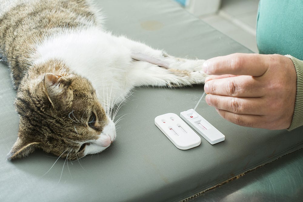 A cat lies on a table as a person performs a medical test. Two test devices are beside the cat's leg. The person is handling the test with a small dropper. The scene suggests veterinary care or diagnosis.